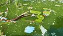 Cyanobacteria in a lake